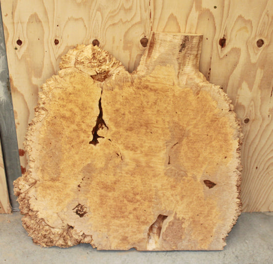 Wood Blank - Burl Maple