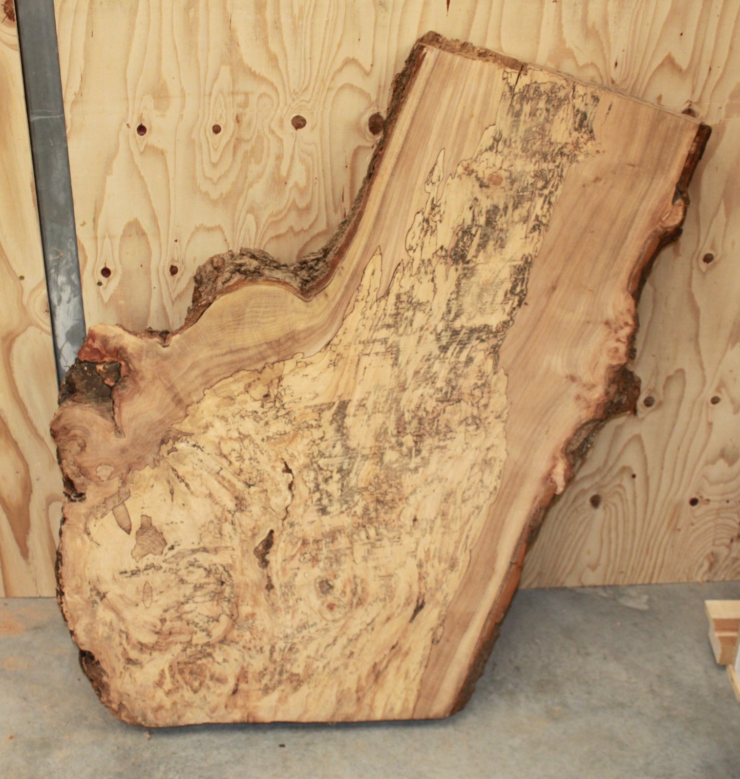 Wood Blank - Spalted Elm
