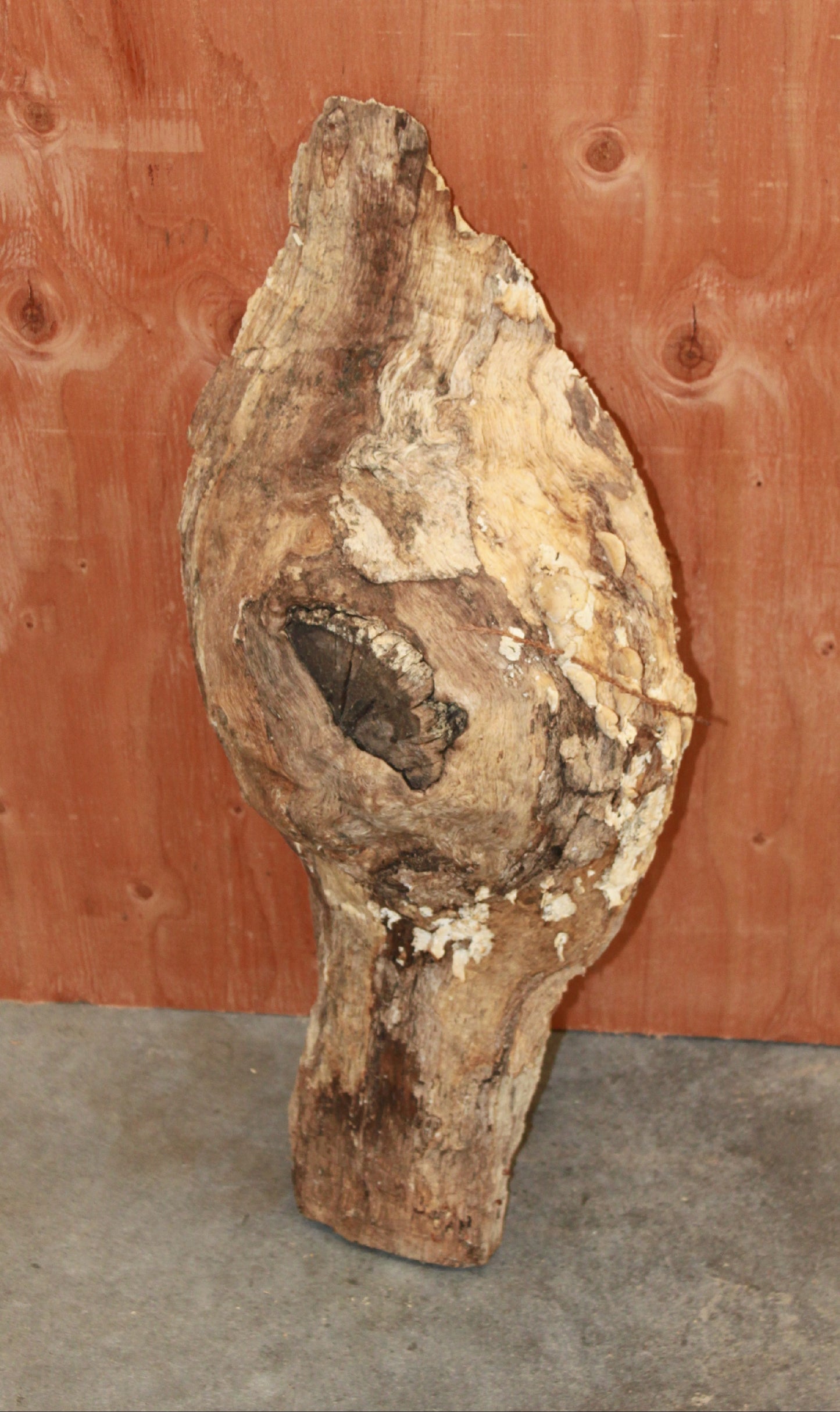 Wood Blank - Burl